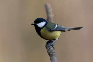 Naklejka premium Mésange charbonnière Parus major en gros plan