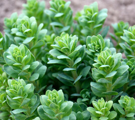 Sedum plant also known as stonecrop or crassula in a flowerbed