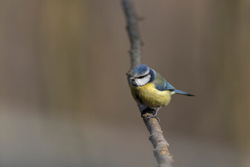 Blue Tit Cyanistes caeruleus in close view perched