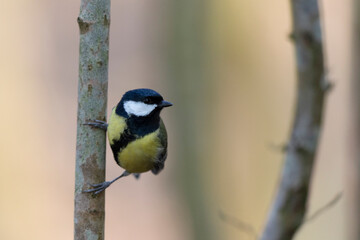 Mésange charbonnière Parus major en gros plan