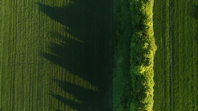 Vertical drone shot on a group of trees in the evening sun with long shadows
