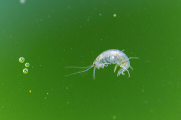Crustacé Amphipode Gammaridae Gammarus en gros plan dans eau riche en algues