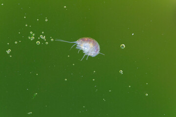 Crustacé Amphipode Gammaridae Gammarus en gros plan dans eau riche en algues
