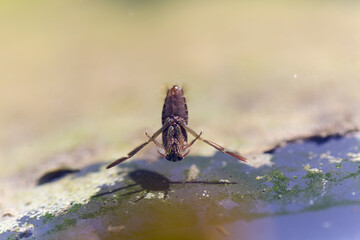 Insecte aquatique Hémiptère Notonecta glauca en gros plan nageant