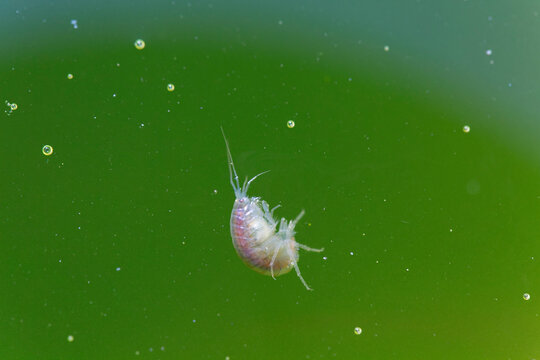 Crustacé Amphipode Gammaridae Gammarus en gros plan dans eau riche en algues