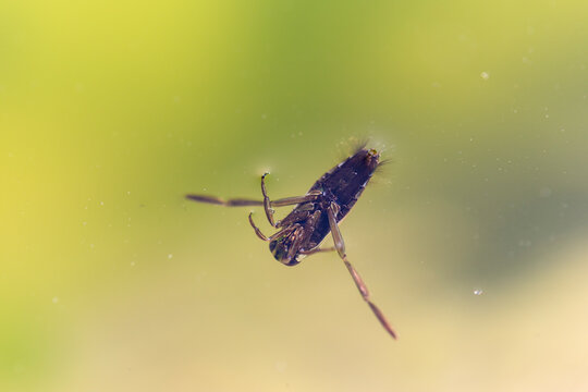 Insecte aquatique H&eacute;mipt&egrave;re Notonecta glauca en gros plan nageant