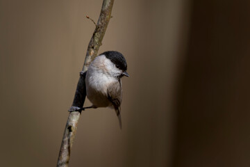 Mésange nonnette Parus palustris en gros plan