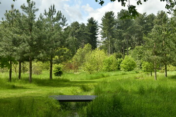 Petit ruisseau avec passage sur planches sous l'ombre des arbres devant la végétation luxuriante...