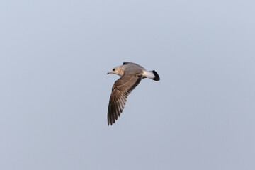 Goéland cendré Larus canus en vol sur le Rhin en hiver
