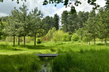 Petit ruisseau avec passage sur planches sous l'ombre des arbres devant la végétation luxuriante...