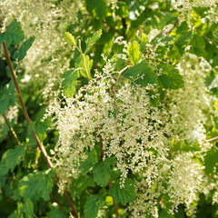 (Holodiscus discolor) Holodisque discolore aux rameaux brun-violet, minces et courbés portant de grandes gerbes de fleurs pendantes blanc crème entouré d'un feuillage dense vert