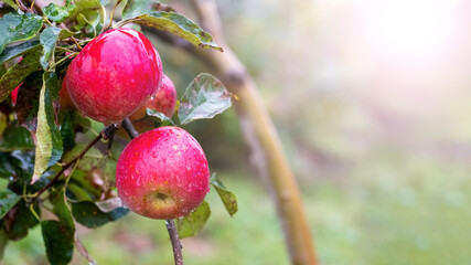 Ripe red apples with raindrops in the garden on a tree, copy space