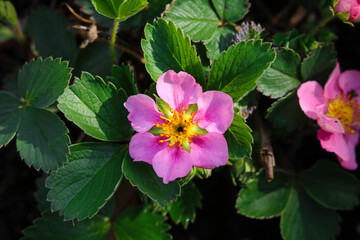 pink flowers