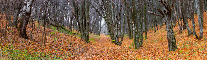 Fototapeta premium Panorama of autumn forest with fallen leaves. Autumn landscape with forest and road between trees
