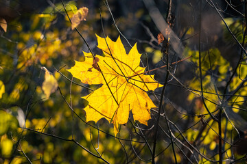 Yellow maple leaf in the forest among the branches of trees in sunny weather