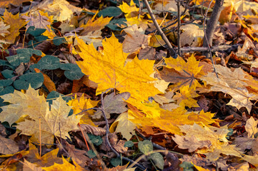 Fallen colorful maple leaves in the forest on the ground