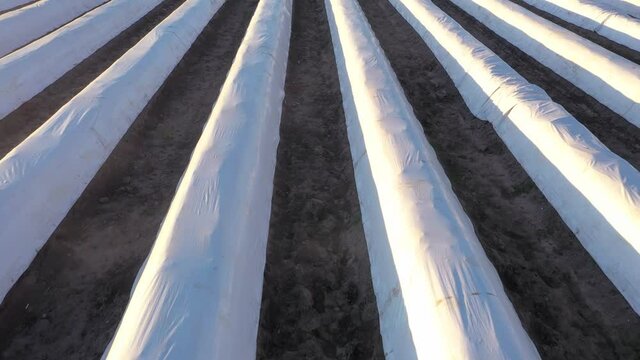 Video of a drone flight over a foil covered asparagus field with uniform geometry in the setting sun