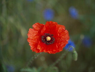 Obraz premium Klatschmohn