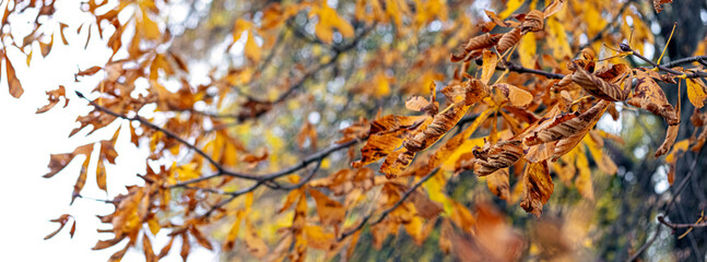 Tree branch with dry autumn leaves, panorama