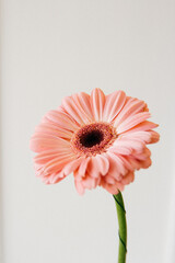pink flower on white background