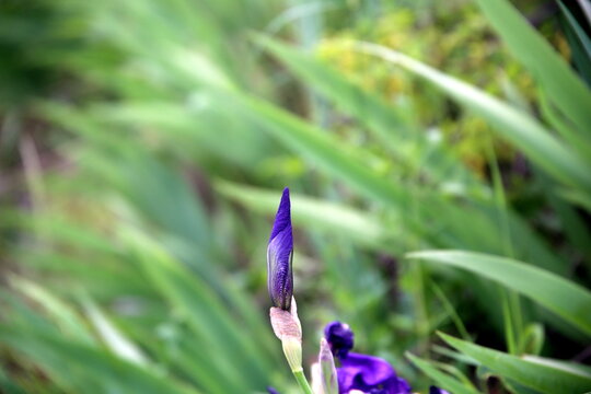 Violet iris buds among the shaded green leaves