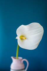 Fototapeta na wymiar calla white flower blue background