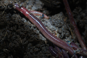 Beautiful closeup macro photo of earthworm drill and adventure in the dark. Studio light made to show earthworm's tube shape anatomy by lighting reflex on their skin that looks smooth shiny.
