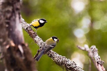Two great tits (Parus major) with a worm perched on a lichenous tree
