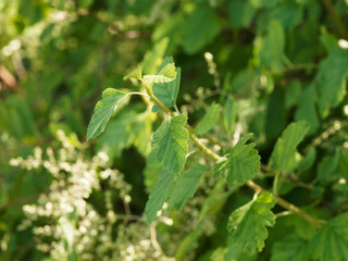 Feuilles alternes, lobées et dentées vert-clair sur une mince tige brune de l'arbuste décoratif...