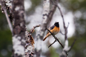 Male common redstart (Phoenicurus phoenicurus) singing while perched on a tree