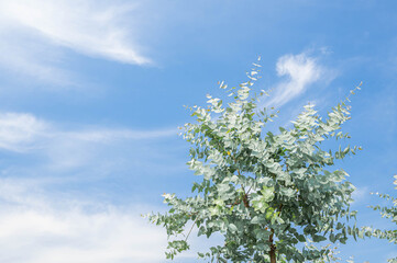 青空とユーカリの木