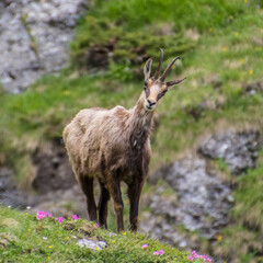 Carpathian Mountain Goat Chamois Rupicapra