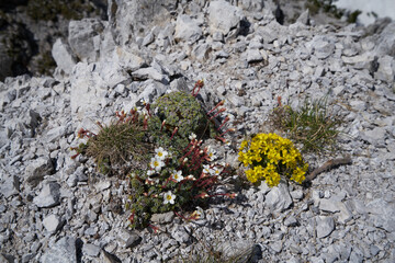 Yellow flower on the rocks in Alps.