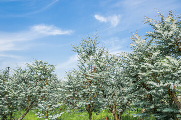 青空とユーカリの木
