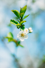 spring white flowers blossom cherry large plan