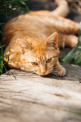 red cat cat kitten walks in the garden