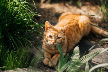 red cat cat kitten walks in the garden