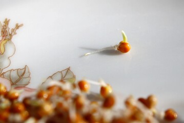 Macro of germinating millet seed on a plate