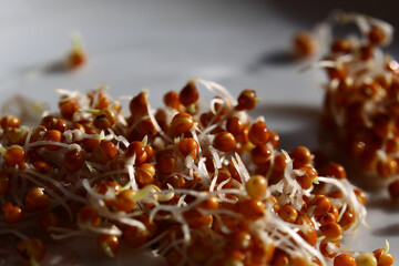 Heap of germinating millet seeds on a plate