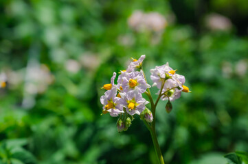 Obraz premium キタアカリの花