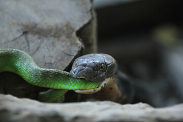 King Cobra eating venomous green viper