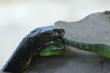 King Cobra eating venomous green viper