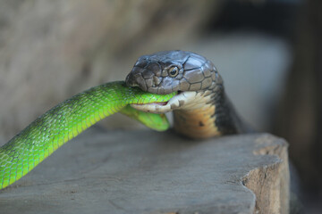 King Cobra eating venomous green viper