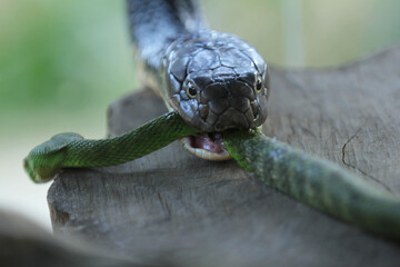 King Cobra eating venomous green viper