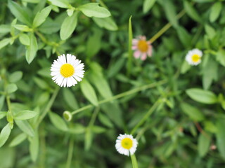 Fototapeta premium Daisy
