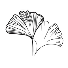 Line hand drawn of Ginkgo biloba illustration 