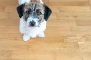 Adorable puppy near puddle on floor indoors.