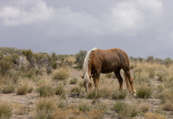 Beautiful Wild Horse in the Utah Desert