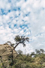 solitary green tree embedded in a cliff of a rock surrounded by a blue sky with clouds in the sierra of peru