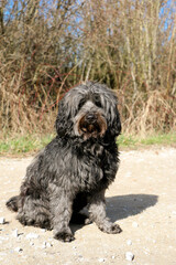 black tibet terrier is sitting on a sandy way in the forest